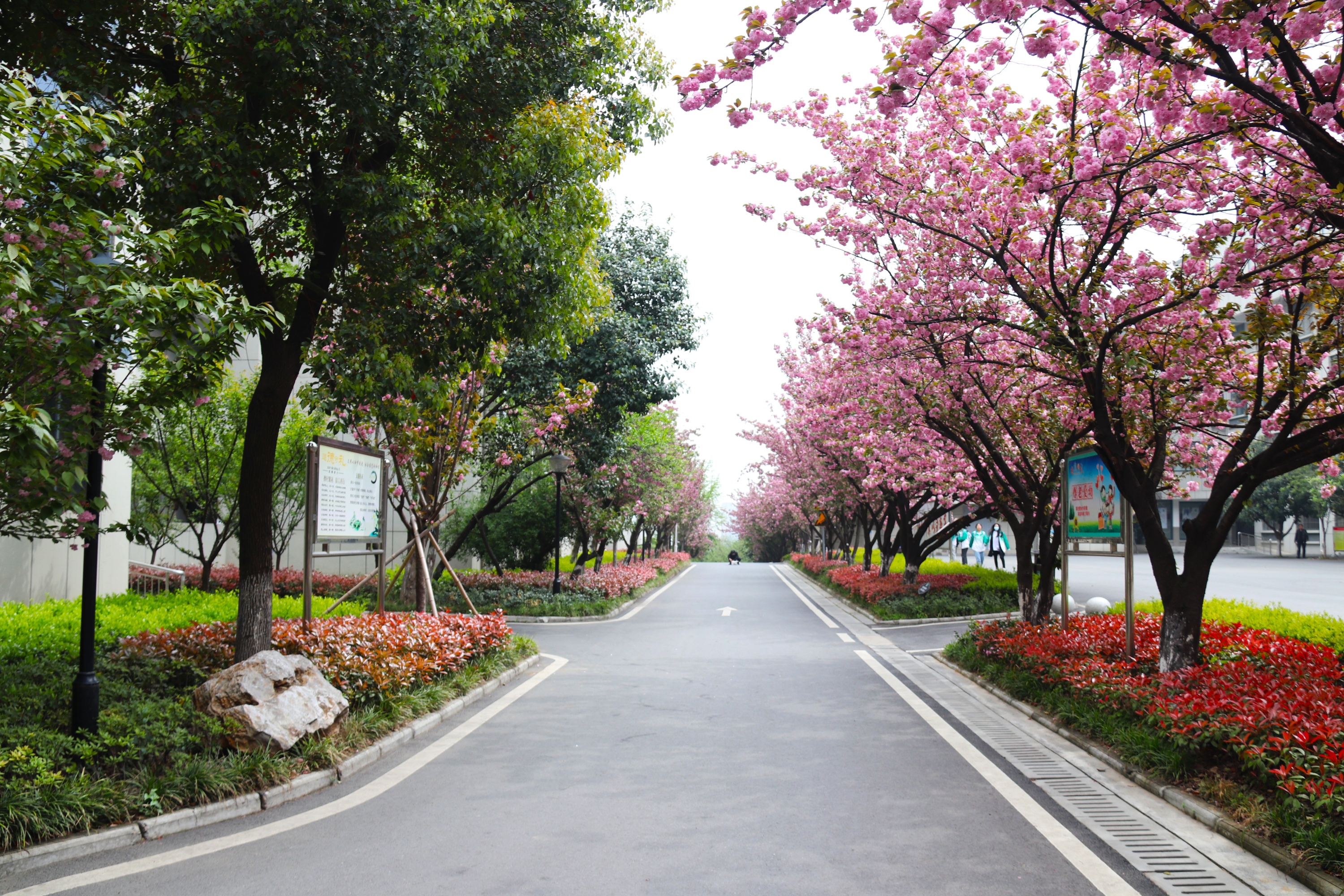 春季樱花_2.jpg
